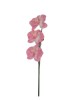 Haste de Orquidea 61001