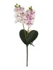 Haste de Orquidea 81452